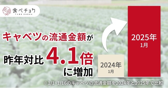 食べチョク、キャベツの流通金額が昨年比4.1倍に急増。価格高騰の影響で産地直送の野菜を求める人が増加したことを受け、特集ページおよび毎日1名様に野菜BOXをプレゼントする企画を開始