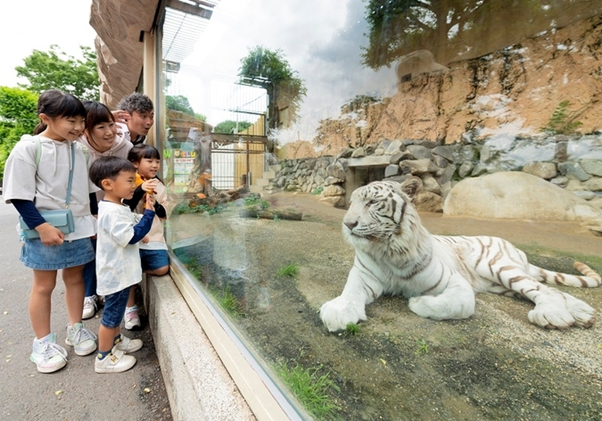 2月1日（土）～3日（月）の3日間！ホワイトタイガー赤ちゃん誕生記念で「小学生以下は無料」に！