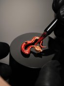 エナメル塗布 エナメル塗布