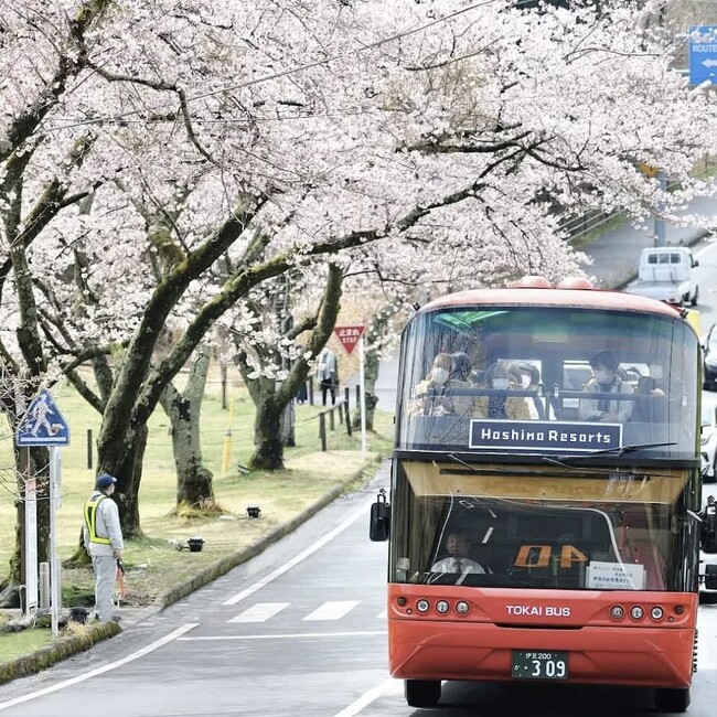 【界 アンジン】【界 伊東】伊豆の桜の名所を大パノラマで駆け巡る「桜オープンバスツアー」、桜バスガイドが同乗して今年も運行
