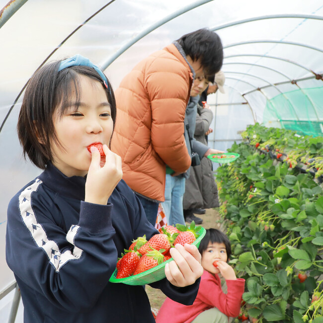 池田屋×海清農園の異業種コラボ『みんな大好き！いちごの栽培＆収穫ワークショップ』大好評をいただきながら全4回が終了