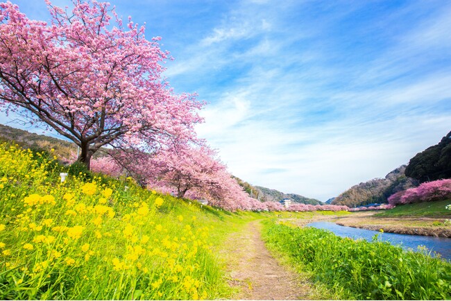 伊豆半島の春は みなみの桜（河津桜）から。　２月１日（土）より南伊豆町では「みなみの桜と菜の花まつり」を開催　～休暇村南伊豆では会場と休暇村を結ぶ、「桜バス・夜桜バス」を運行します～