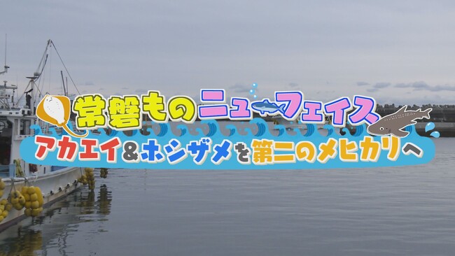 1/26(日) BS-TBSで「常磐ものニューフェイス　アカエイ＆ホシザメを第二のメヒカリへ」放送！