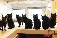 猫の日2025イベント　黒猫だけを集めた猫写真展「黒猫フェスティバル」2月22日(土)東京で開催