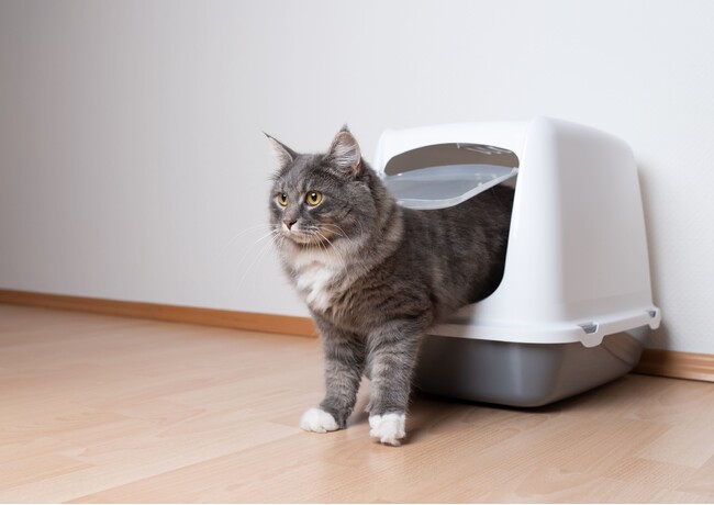 トイレ砂とシーツ両方使う人はこだわり強め！？犬・猫の飼い主165人に聞いた！ペットのトイレ事情に関するアンケートを実施