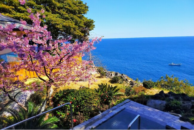 河津桜、大島桜、ソメイヨシノ ～桜の香り ＆ 空と海の青に心奪われる、贅沢な先取り春旅
