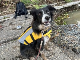 災害救助犬カミーノ 災害救助犬カミーノ