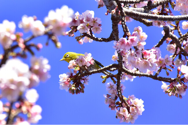 伊豆・城ケ崎海岸のフラワーガーデンで寒桜が見頃に!愛らしいメジロも飛来