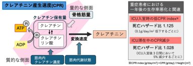 ＜横浜市立大学＞　新たな指標「CPR」を用いて重症患者の筋肉の状態を簡単に評価することが可能に！