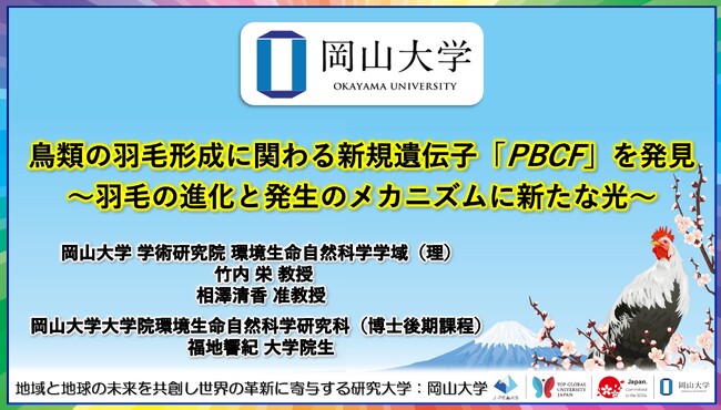 【岡山大学】鳥類の羽毛形成に関わる新規遺伝子「PBCF」を発見～羽毛の進化と発生のメカニズムに新たな光～