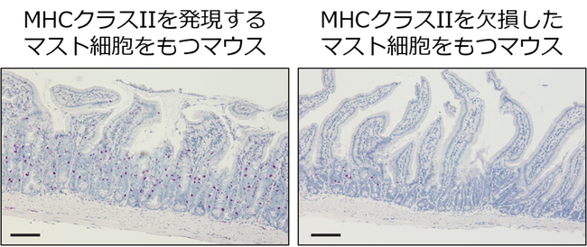 食物アレルギー症状の悪化に関わる新規メカニズムの解明