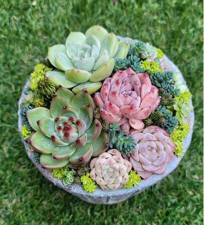 【JAF福井】JAFデーで多肉植物の寄せ植え教室を開催します