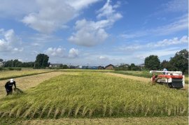 『合同会社ナイスライスファームの田圃』