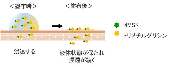 資生堂、美白有効成分4MSKの皮ふ浸透性を高める「4MSK/フリュイド浸透促進技術」を開発