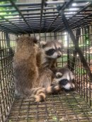 駆除の様子(2) 駆除の様子(2)