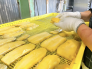 製造工程:干し芋を並べる 製造工程:干し芋を並べる