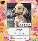 保護犬プロフィール イメージ 保護犬プロフィール イメージ