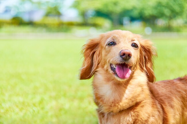 【定額制トリミング】ドッグサロン「らしくら」が2ヶ月で40件契約！愛犬を医・食・住で支えるサブスク