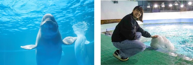 【鴨川シーワールド】1Dayチケットと閉館後のベルーガにタッチや夕食後の水族館ガイドツアーなどがセットに！鴨川シーワールド「水族館探検プラン」開催