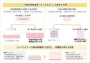 研究結果の概要図