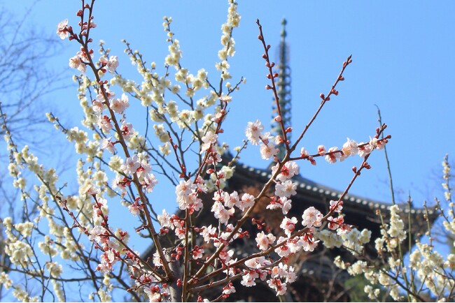 横浜・三溪園 第51回 観梅会を開催します(2/9~)