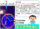 涙活で副交感神経が優位な状態にスイッチングして脳はリラックス状態に。一週間ストレス軽減状態が続きます。