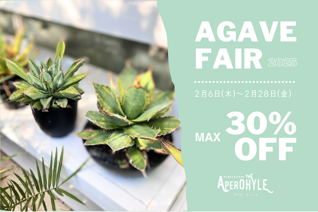～世界の植物と昆虫のお店～APERO　HYLE(アペロヒューレ)　アガベマニア必見！アガベフェアが今年も開催決定！！