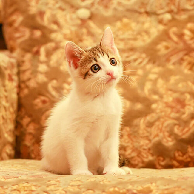 「楽天トラベル」、猫の日に合わせて宿の看板猫ランキングを発表