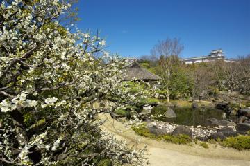 好古園「梅花展」を開催します