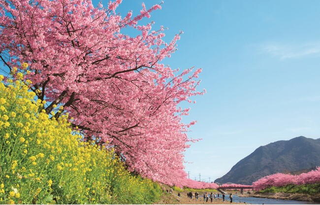 【つるやの桜まつり】桜道明寺（桜餅）、桜甘酒、さくら綿あめ、お菓子の舟盛、花火etc.　河津桜や雛のつるし飾りまつりへも♪