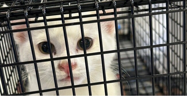 人と猫の共存を目指す公益法人が長崎県壱岐市とエンゲージメントパートナー協定を締結します！