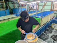 鹿児島のシナジーブリーディング、自社製純国産バナメイエビの稚海老出荷を開始
