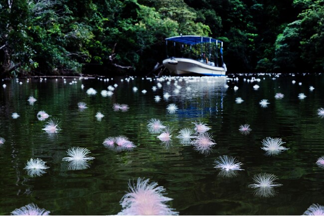 【西表島ホテル】初夏の早朝だけの幻想的な情景、水面に浮かぶ一夜限りの花を楽しむ「絶景サガリバナクルーズ」今年も開催