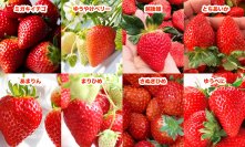 192人限定！“全国8種のいちごを食べ比べ”を楽しめるイベントが2/20(木)Yokohama Strawberry Festivalで開催決定！