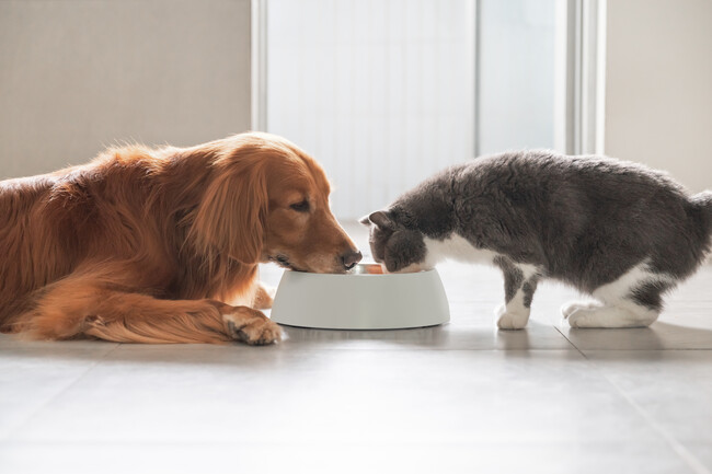【食から叶える健康と美】株式会社ハートランドから犬猫用食品ブランド「HAB from」が誕生します！