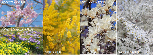 いち早く春を感じられるイベント「スプリングフェスティバル」を開催します！（国営昭和記念公園）