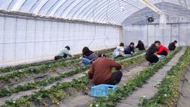 農学部生によるイチゴ収穫作業 農学部生によるイチゴ収穫作業