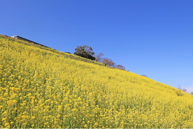 【マザー牧場に春到来】350万本の「菜の花」が現在見頃!