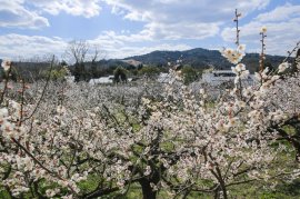 満開の梅林 満開の梅林