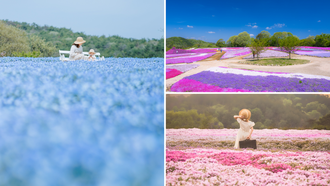 【広島／世羅】いちめんのネモフィラや芝桜で春色絶景　芝桜とネモフィラの丘OPEN《Flower village 花夢の里》
