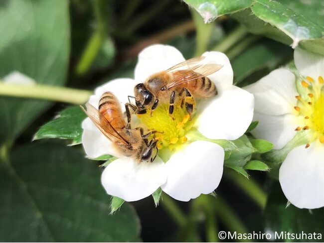 ”みつばちの日”に豊島区の自然を体感できるイベント「みつばちとくらし展」2025年3月8日（土）開催（西武造園株式会社）