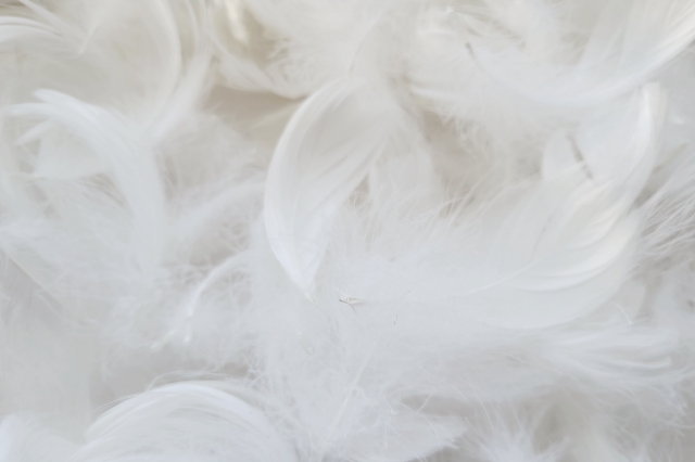 「カポック繊維及び羽毛を含む充填材及びその製造装置・製造方法」に関する特許取得のお知らせ