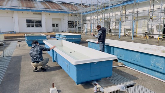 アルヌール、日本初のカギケノリの海洋養殖を目指して