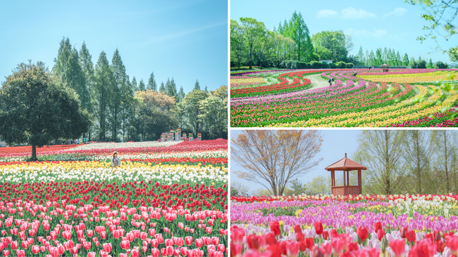【広島/世羅】春の花絶景本番! チューリップ祭OPEN《世羅高原農場》