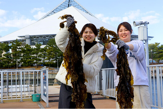 【横浜・八景島シーパラダイス】春が旬の“ワカメ”を「知る」 「獲る」 「食べる」ことができるイベント『ワカメ収穫体験』【２０２５年３月１日（土）～３月３１日（月）】