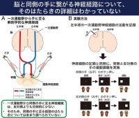 【日本大学】大脳皮質一次運動野が同じ側の手の運動開始に関与することを発見　-体が麻痺した患者の新しい治療法に期待-