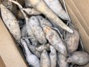 宝塚産ダリアの球根 宝塚産ダリアの球根