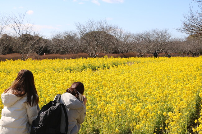 見頃の菜の花畑 一面に黄色の平原が広がる【国営海の中道海浜公園】