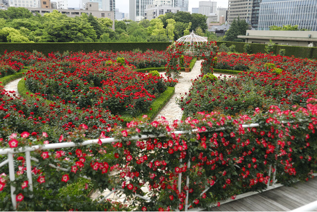 3万輪の赤薔薇が咲き誇る