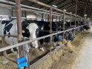 美深町牧場の乳牛 美深町牧場の乳牛